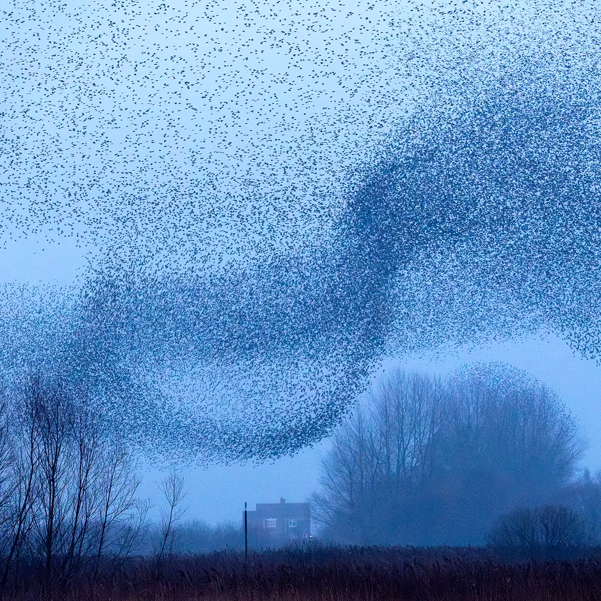 Avalon starling mumeration photo course