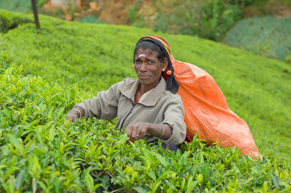 Sri Lanka photo tour - Tea picker Nuwara Eliya 