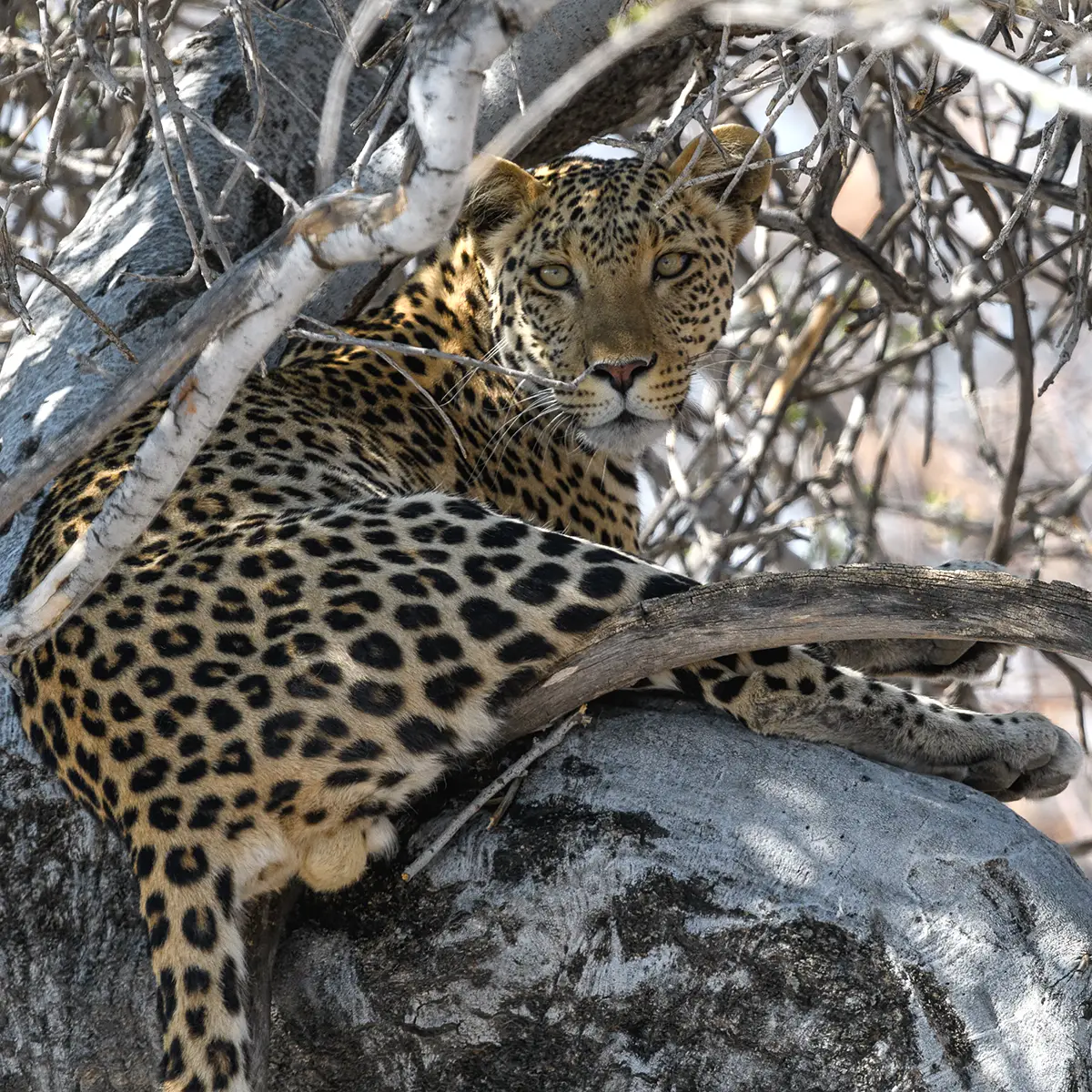 Namibia Etosha Leopard tailormade private photo tour